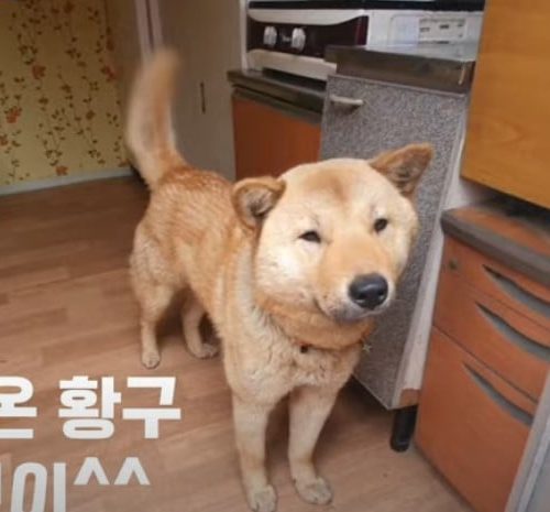Dog in South Korea treks 20km home to reunite with owner after going missing for 41 days
