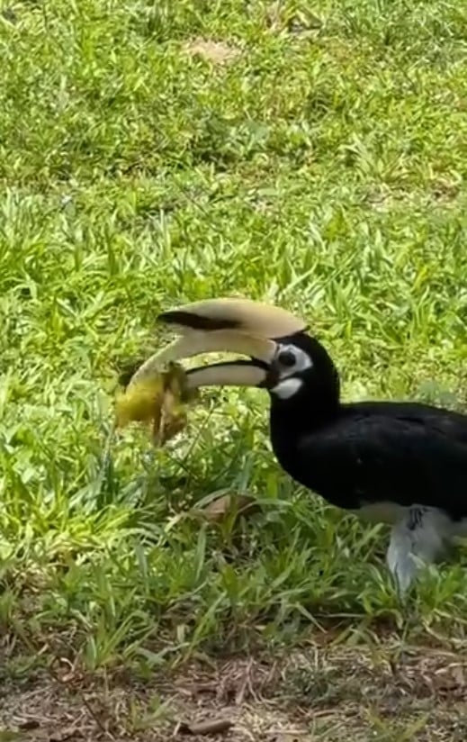 Hornbill spotted eating young oriole in Marine Parade, Internet feels for helpless baby bird