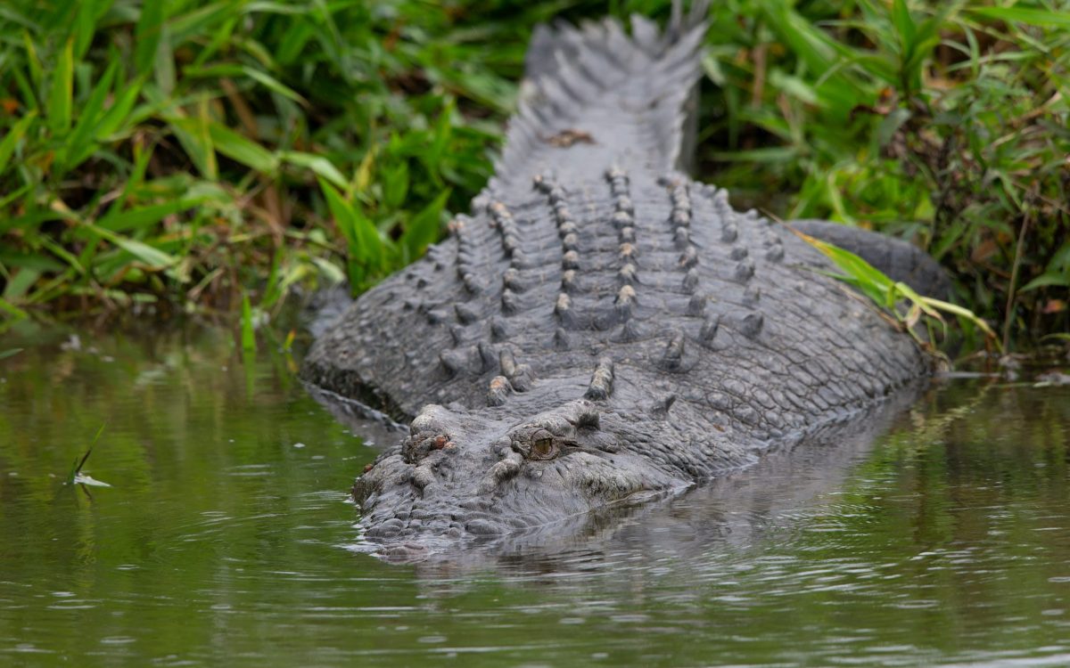 Man missing after being dragged into Sarawak river by crocodile while fishing