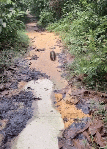 Nature lovers gush over chonky pangolin waddling across muddy path in Singapore