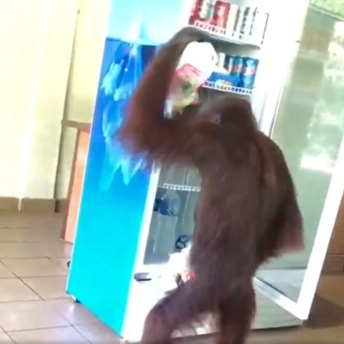 Orangutan helps himself to drinks from fridge on a hot day in M’sia