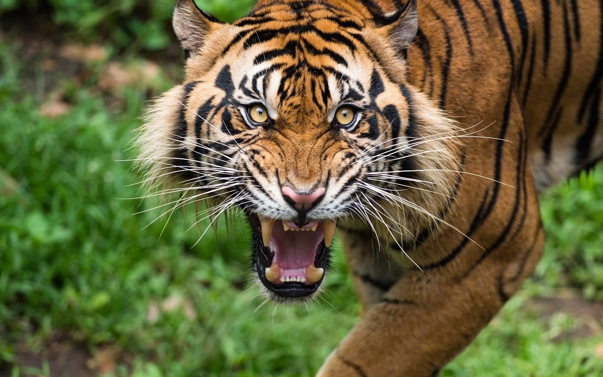Indonesia tiger attack