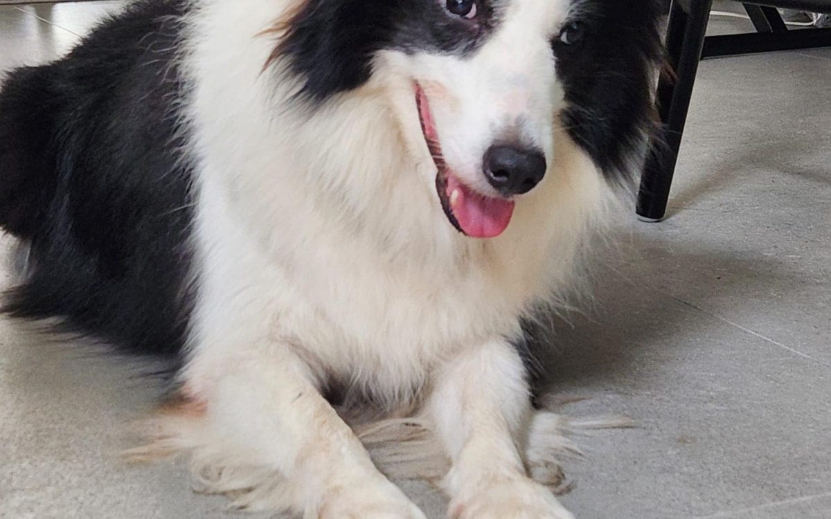 3-year-old Border Collie seeking forever home in S’pore, S$588 adoption fee applies
