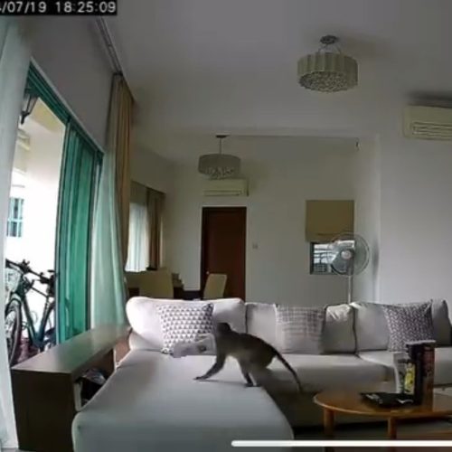 Monkey steals potato chips from 6th-floor apartment near Bukit Timah Nature Reserve
