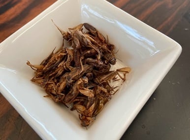 SFA approves 16 species of insects for consumption in Singapore, including crickets & worms